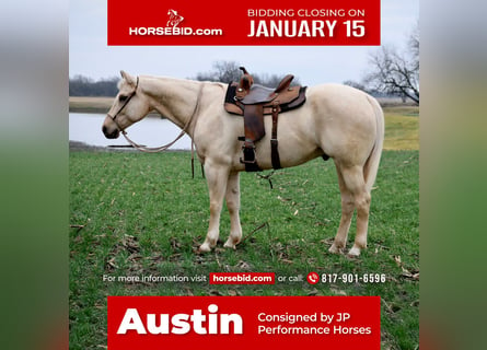 American Quarter Horse, Gelding, 7 years, 16 hh, Palomino