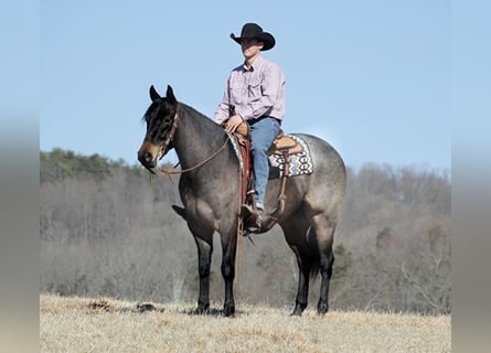 American Quarter Horse, Gelding, 7 years, 16 hh, Roan-Blue