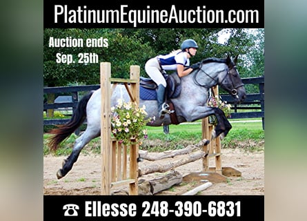 American Quarter Horse, Gelding, 7 years, 16,2 hh, Roan-Blue