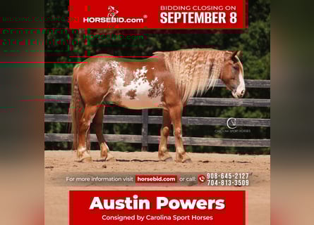 American Quarter Horse Mix, Gelding, 7 years, 16,2 hh