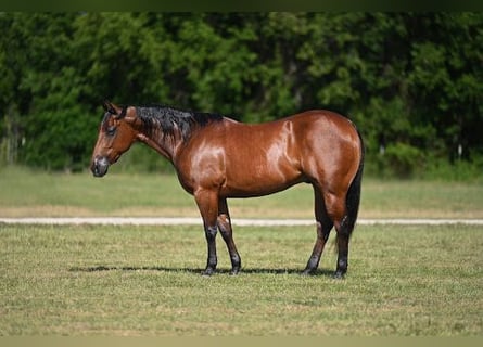 American Quarter Horse, Gelding, 7 years, Bay