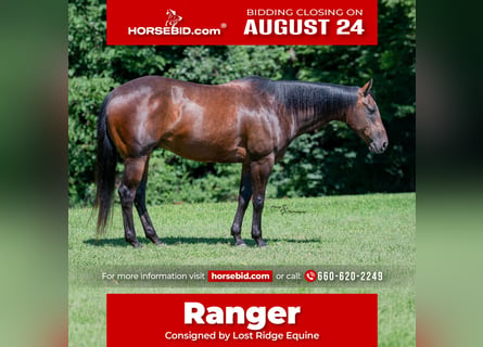 American Quarter Horse, Gelding, 7 years, Bay