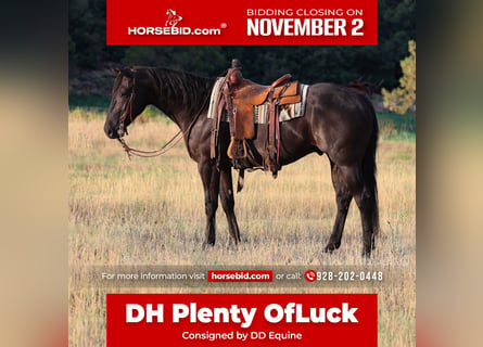 American Quarter Horse, Gelding, 7 years, Black