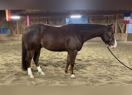 American Quarter Horse, Gelding, 7 years, Chestnut