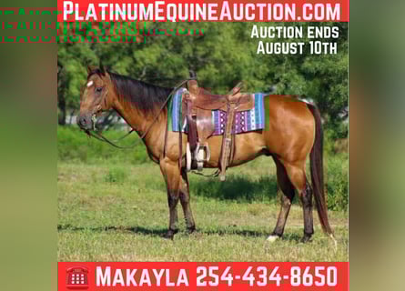 American Quarter Horse, Gelding, 7 years, Dun