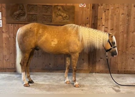 American Quarter Horse, Wallach, 7 Jahre, Palomino