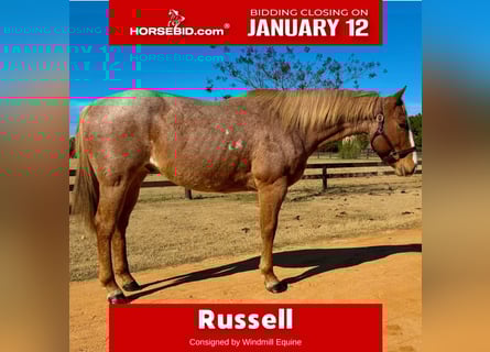 American Quarter Horse, Gelding, 7 years