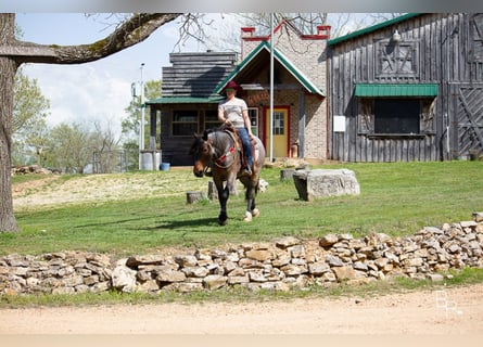 American Quarter Horse, Gelding, 7 years, Roan-Bay
