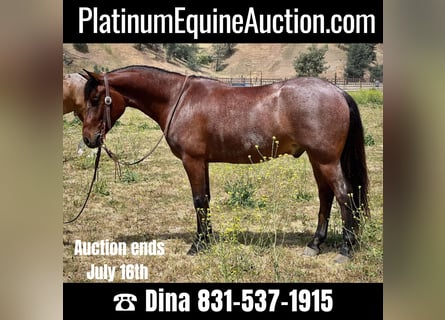 American Quarter Horse, Gelding, 7 years, Roan-Bay