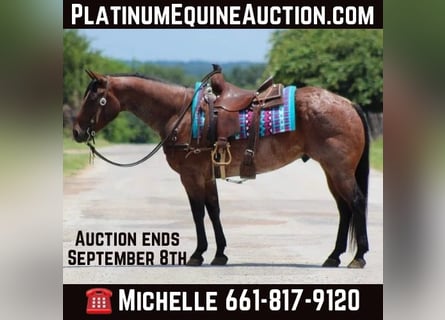 American Quarter Horse, Gelding, 7 years, Roan-Bay