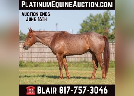 American Quarter Horse, Gelding, 7 years, Roan-Red
