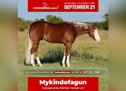 American Quarter Horse, Gelding, 7 years, Sorrel