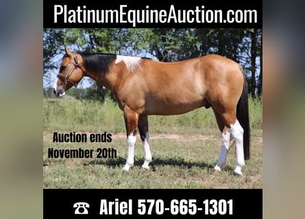 American Quarter Horse, Gelding, 7 years, Tobiano-all-colors