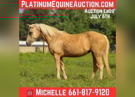American Quarter Horse, Gelding, 8 years, 12,1 hh, Palomino