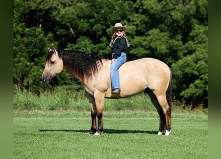 American Quarter Horse, Wallach, 8 Jahre, 14,1 hh, Buckskin