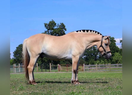 American Quarter Horse, Gelding, 8 years, 14.1 hh, Buckskin
