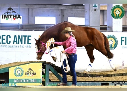 American Quarter Horse, Gelding, 8 years, 14.1 hh, Chestnut-Red