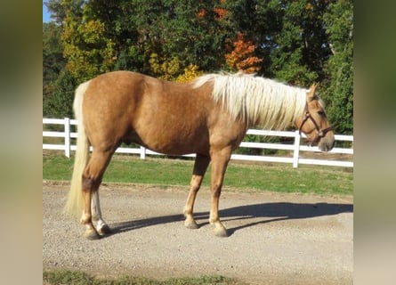 American Quarter Horse, Gelding, 8 years, 14,1 hh, Palomino