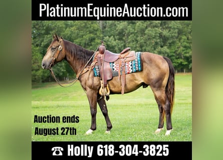 American Quarter Horse, Gelding, 8 years, 14.2 hh, Buckskin