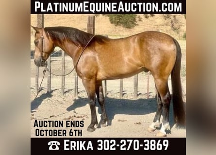 American Quarter Horse, Gelding, 8 years, 14,2 hh, Buckskin