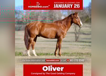 American Quarter Horse, Gelding, 8 years, 14.2 hh, Chestnut