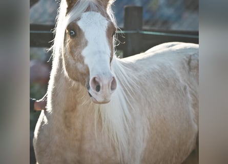 American Quarter Horse, Gelding, 8 years, 14,2 hh, Palomino