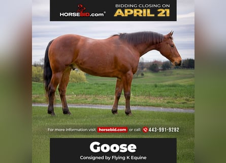 American Quarter Horse, Gelding, 8 years, 14.3 hh, Bay