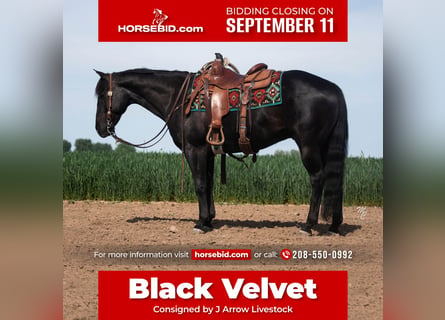 American Quarter Horse, Gelding, 8 years, 14.3 hh, Black