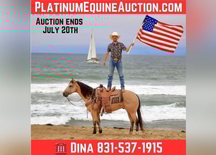 American Quarter Horse, Gelding, 8 years, 14.3 hh, Buckskin