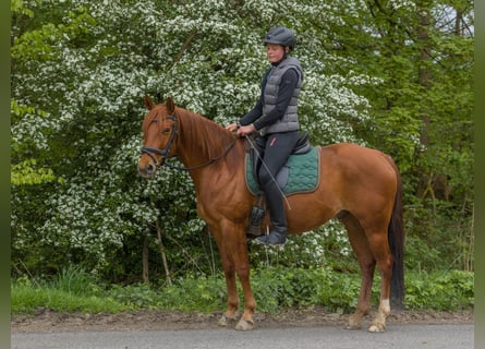 American Quarter Horse, Gelding, 8 years, 14.3 hh, Chestnut-Red