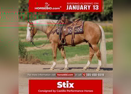 American Quarter Horse, Gelding, 8 years, 14.3 hh, Palomino