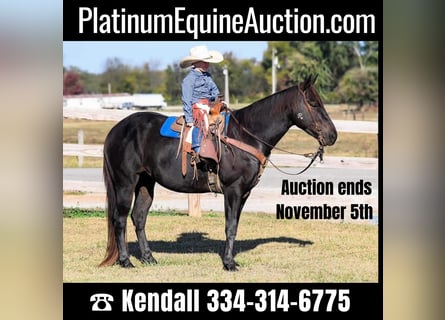 American Quarter Horse, Gelding, 8 years, 14 hh, Black