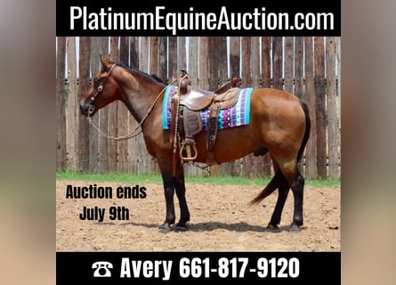 American Quarter Horse, Gelding, 8 years, 14,1 hh, Bay