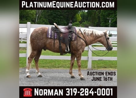 American Quarter Horse, Gelding, 8 years, 14,1 hh, Palomino