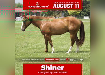 American Quarter Horse, Gelding, 8 years, 14,1 hh, Sorrel