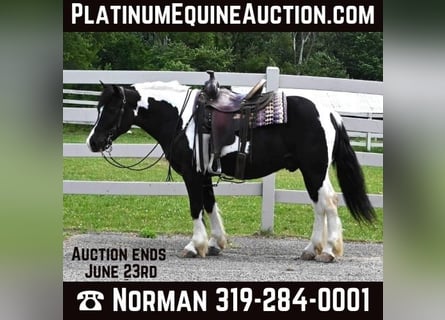 American Quarter Horse, Gelding, 8 years, 14,1 hh, Tobiano-all-colors