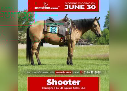 American Quarter Horse, Gelding, 8 years, 14,2 hh, Buckskin