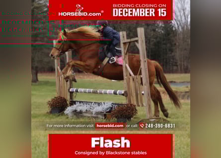 American Quarter Horse Mix, Gelding, 8 years, 14,2 hh, Chestnut