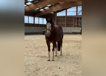 American Quarter Horse, Gelding, 8 years, 14,2 hh, Chestnut-Red