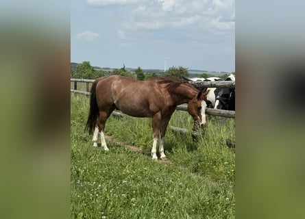 American Quarter Horse, Gelding, 8 years, 14,2 hh, Chestnut-Red