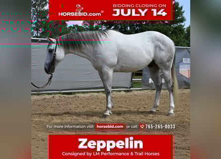 American Quarter Horse, Gelding, 8 years, 14,2 hh, Gray