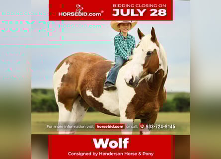 American Quarter Horse, Gelding, 8 years, 14,2 hh, Pinto