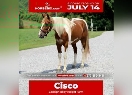 American Quarter Horse, Gelding, 8 years, 14,2 hh