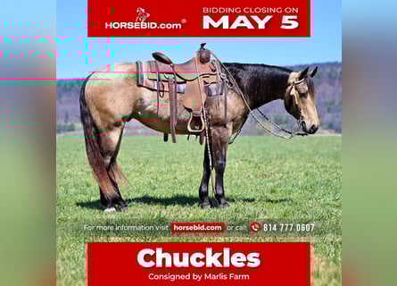 American Quarter Horse, Gelding, 8 years, 14,3 hh, Buckskin