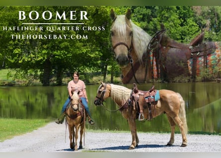 American Quarter Horse Mix, Gelding, 8 years, 14,3 hh, Palomino