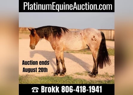American Quarter Horse, Gelding, 8 years, 14,3 hh, Roan-Bay
