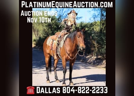 American Quarter Horse, Gelding, 8 years, 14,3 hh, Roan-Bay