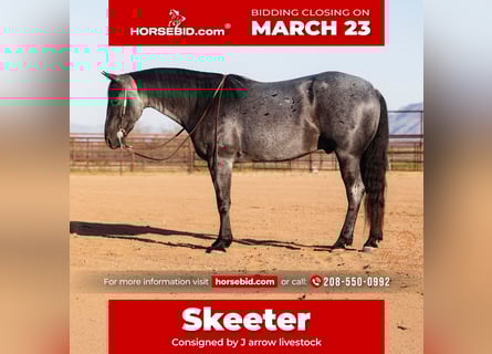 American Quarter Horse, Gelding, 8 years, 14,3 hh, Roan-Blue