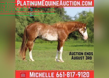 American Quarter Horse, Gelding, 8 years, 14,3 hh, Roan-Red
