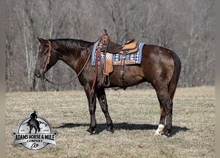 American Quarter Horse, Gelding, 8 years, 15,1 hh, Black